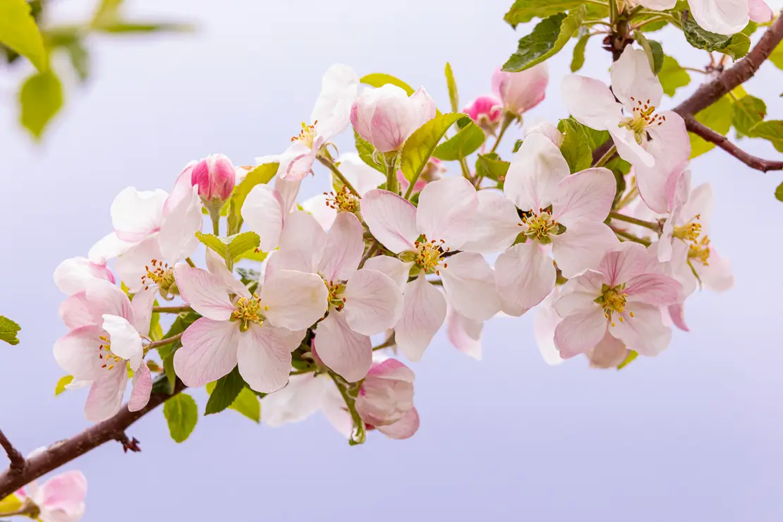 Holz-Apfel (Malus sylvestris)